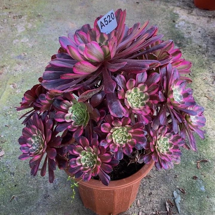 红金刚多肉植物520