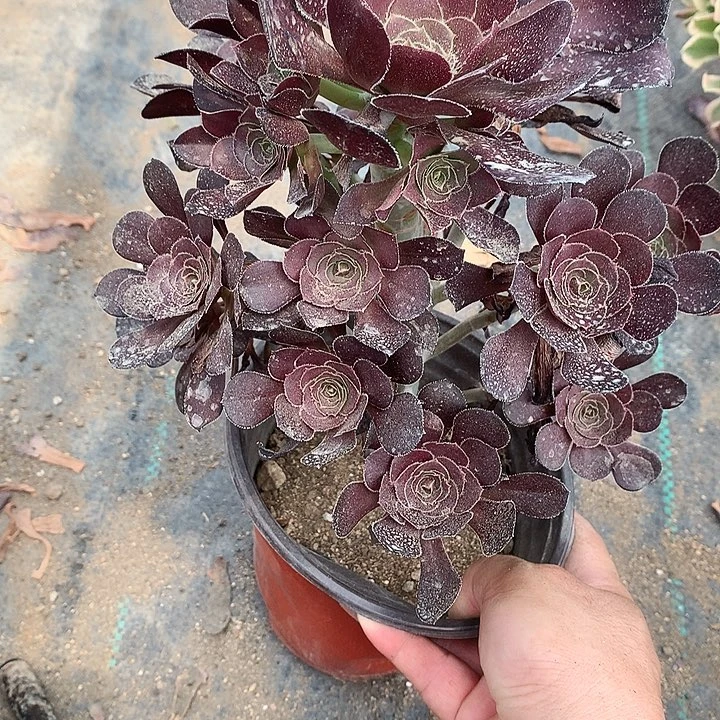 509黑法师多肉植物