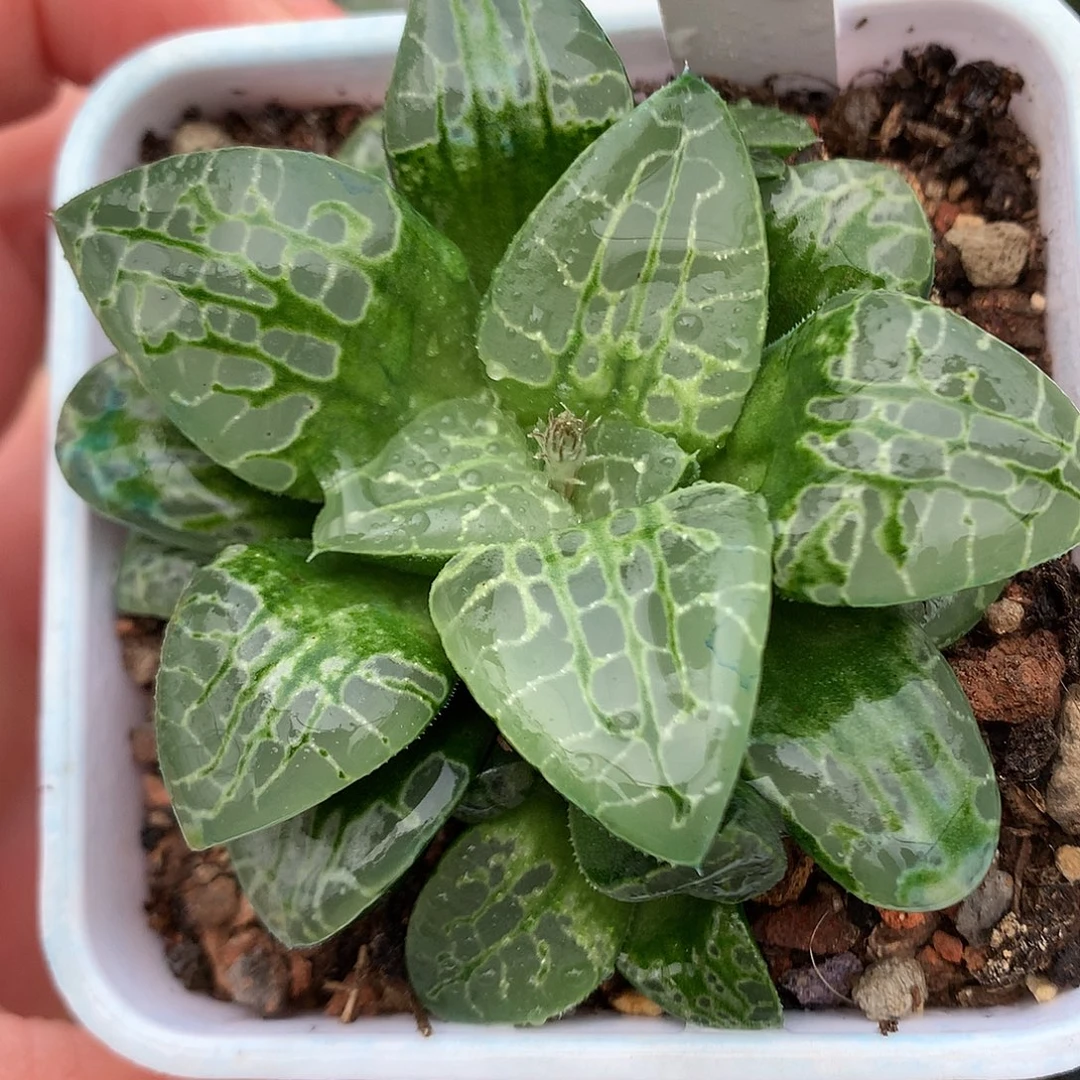 16号生生不息带盆土