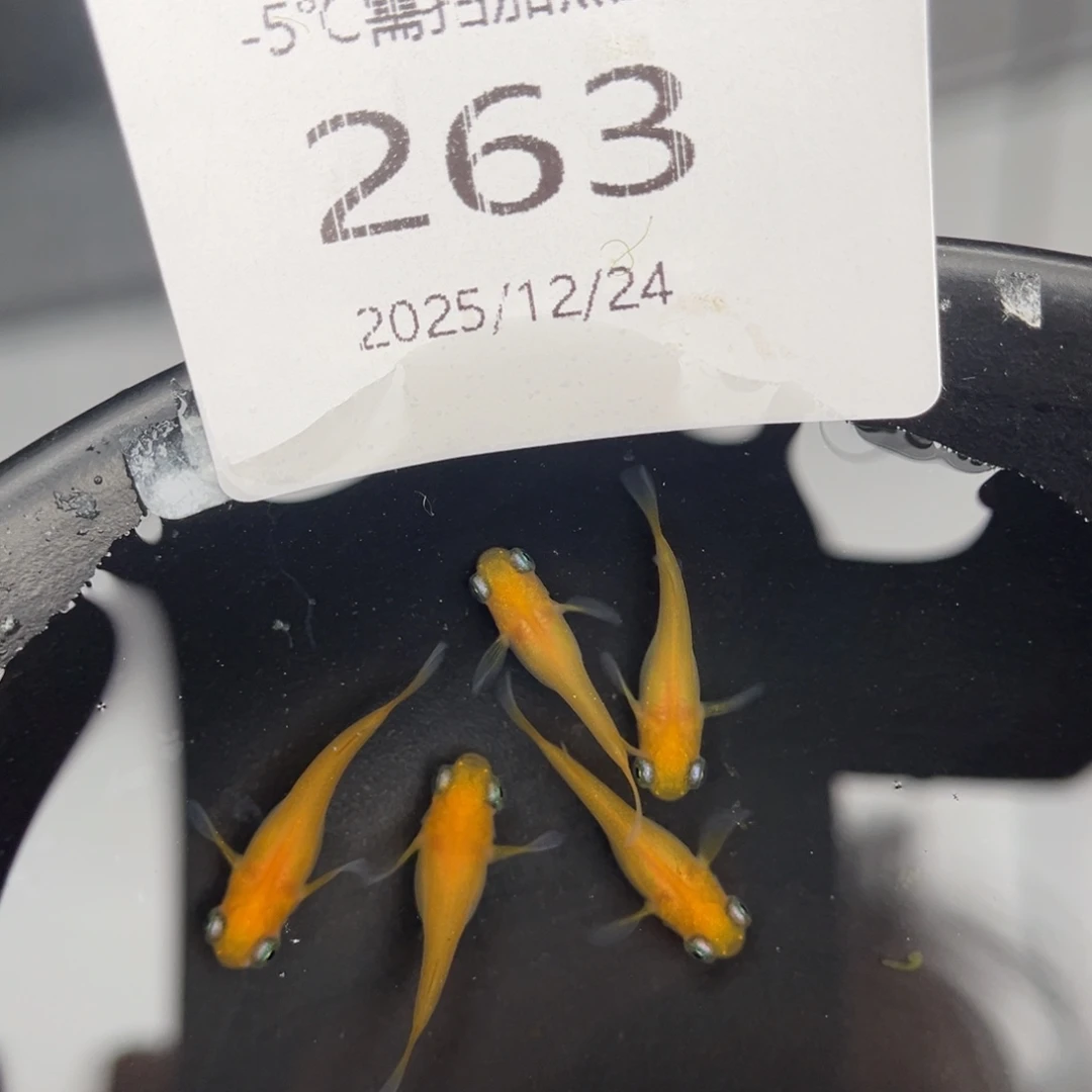 青鳉鱼263黄出目五尾