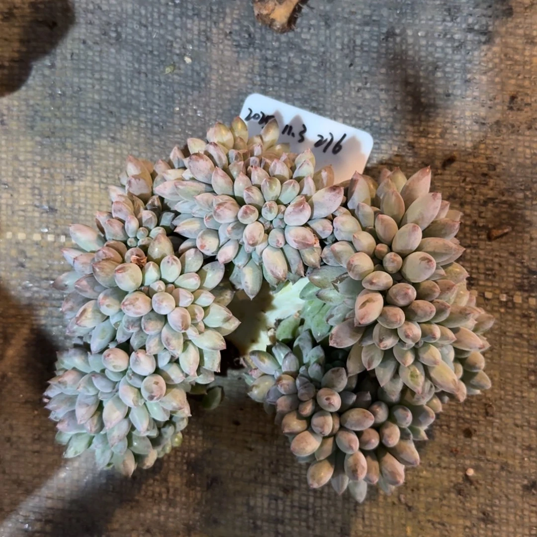 一物一拍所罗门缀化276