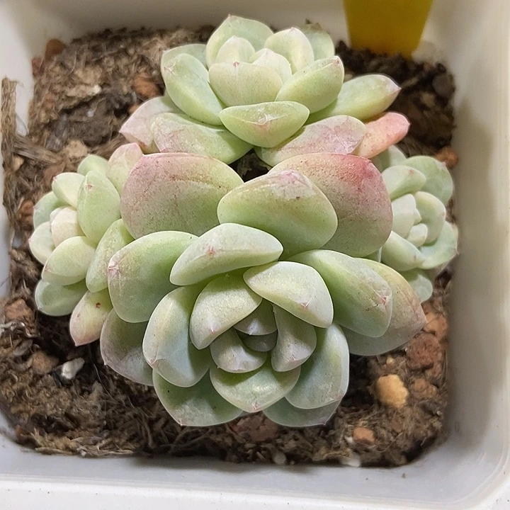 多肉植物冰玉9001多肉