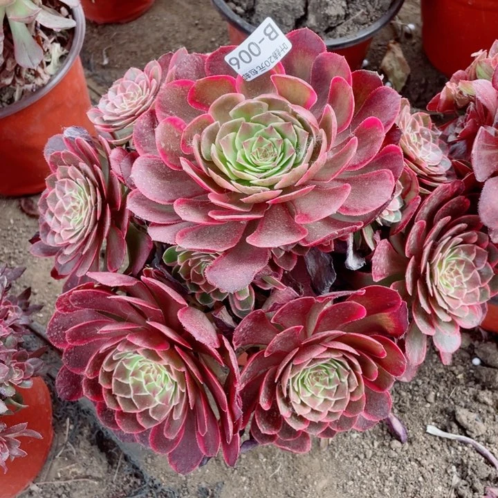 6号粉花妖多肉1234578
