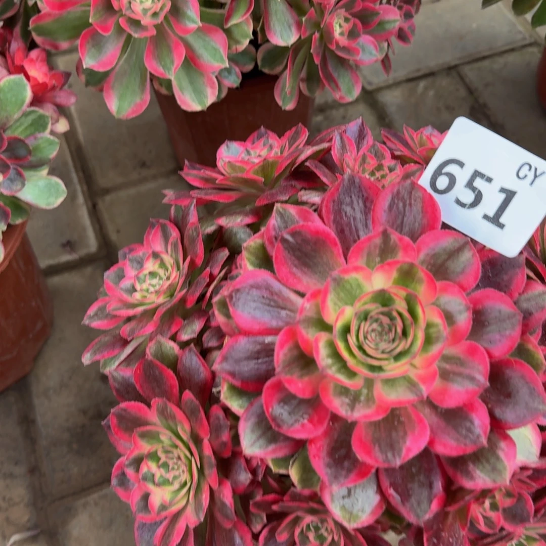 多肉植物651 云禾 法师