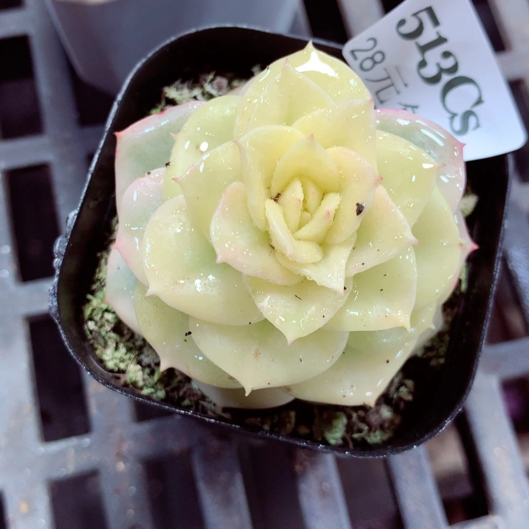 5厘米盆精控多肉513