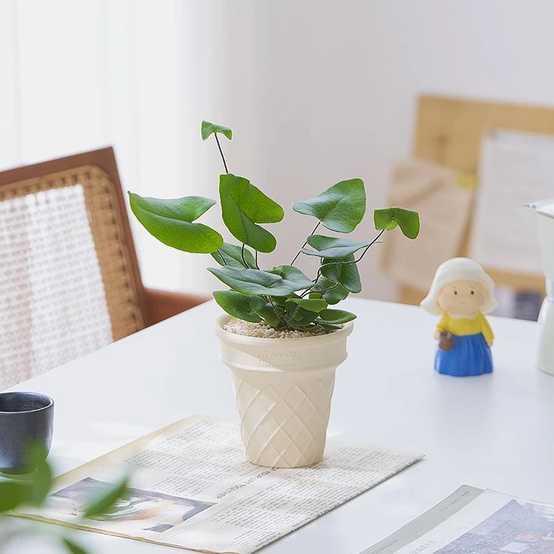 【耐阴】心愿蕨盆栽办公室内工位桌面绿植花卉植物摆件懒人好养活