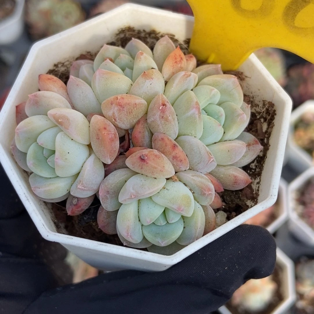 560幻梦多肉植物保护