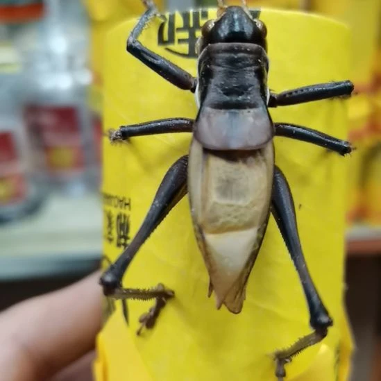 足***灵郝建伟炮筒蝈蝈精品