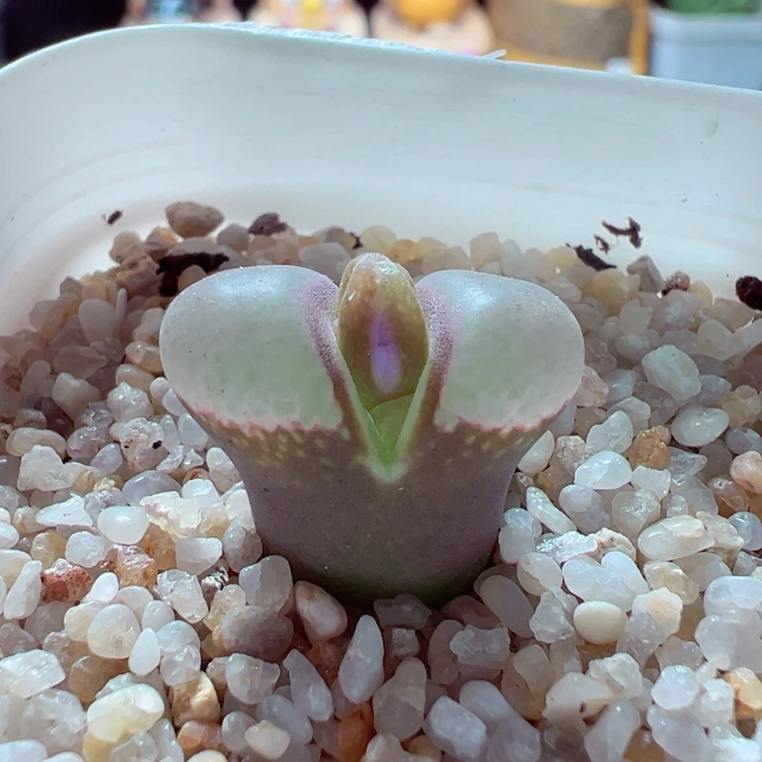 1107-778多肉多肉