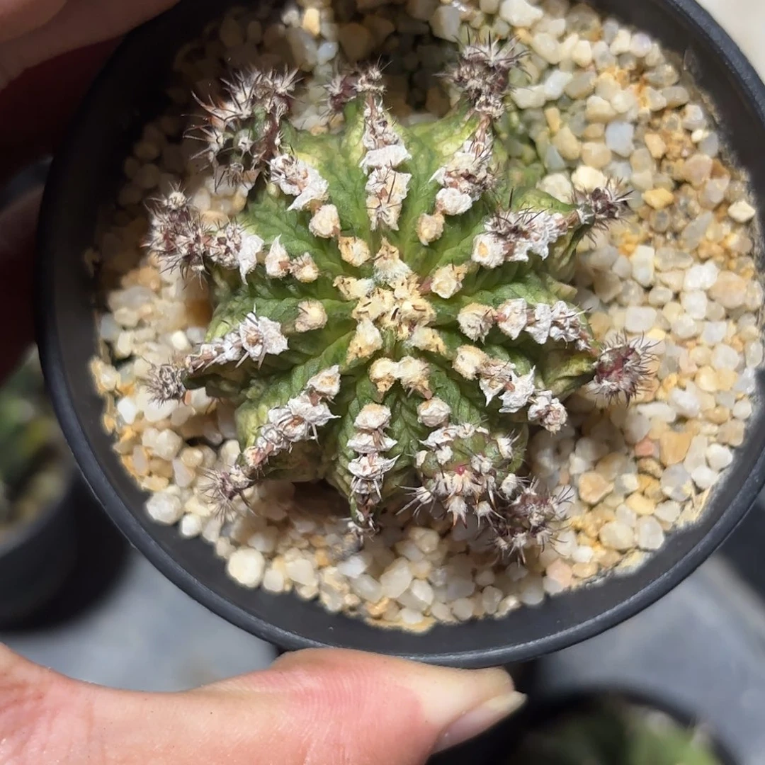 35-1114泰国发货多肉