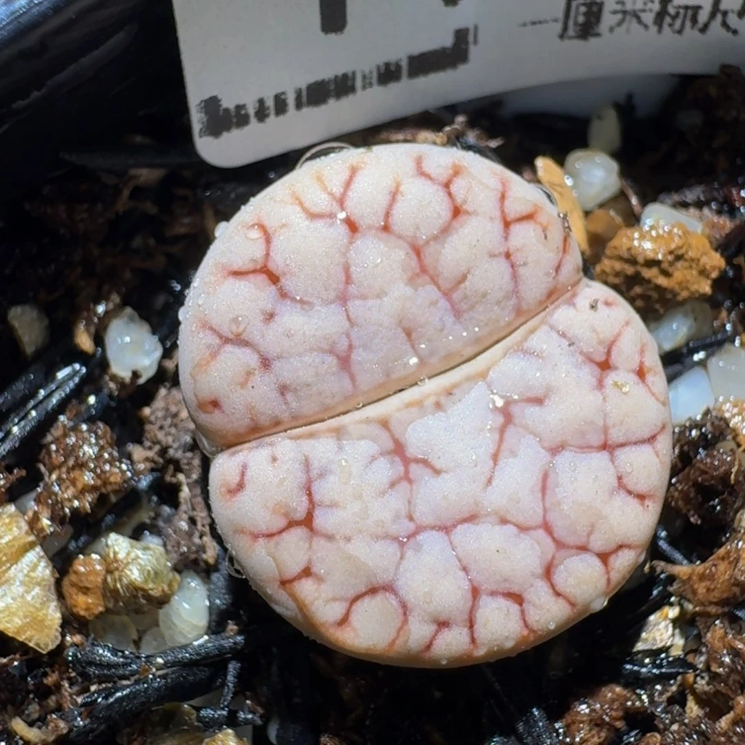 zzzz生石花肉锥1190