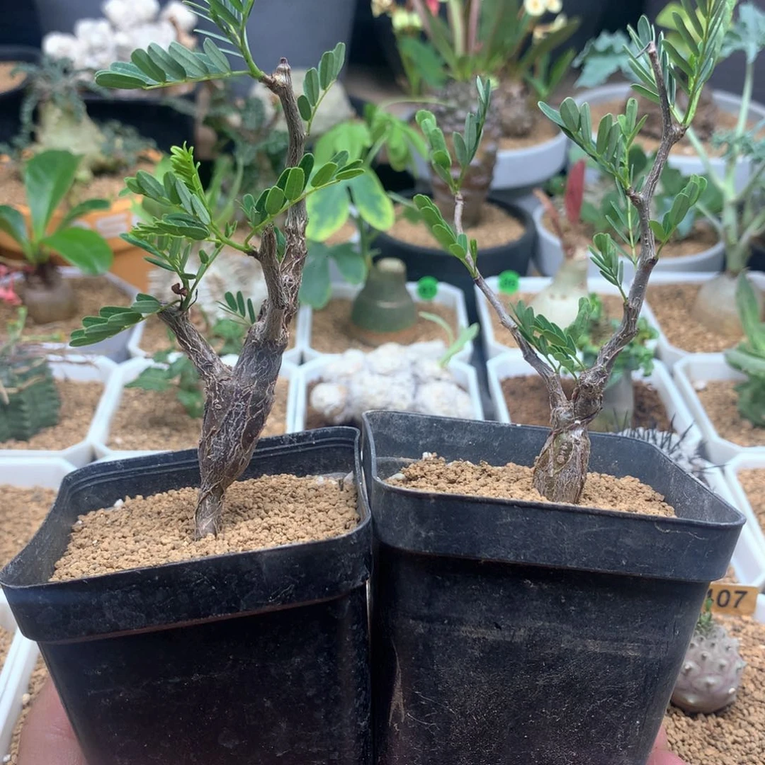 实生沙漠苏木带盆