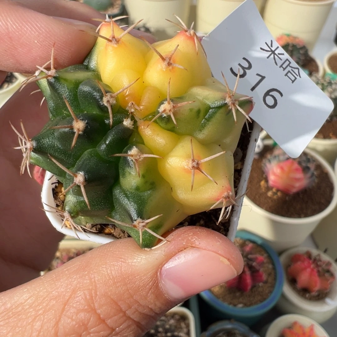 316 好看的米哈冲冲冲