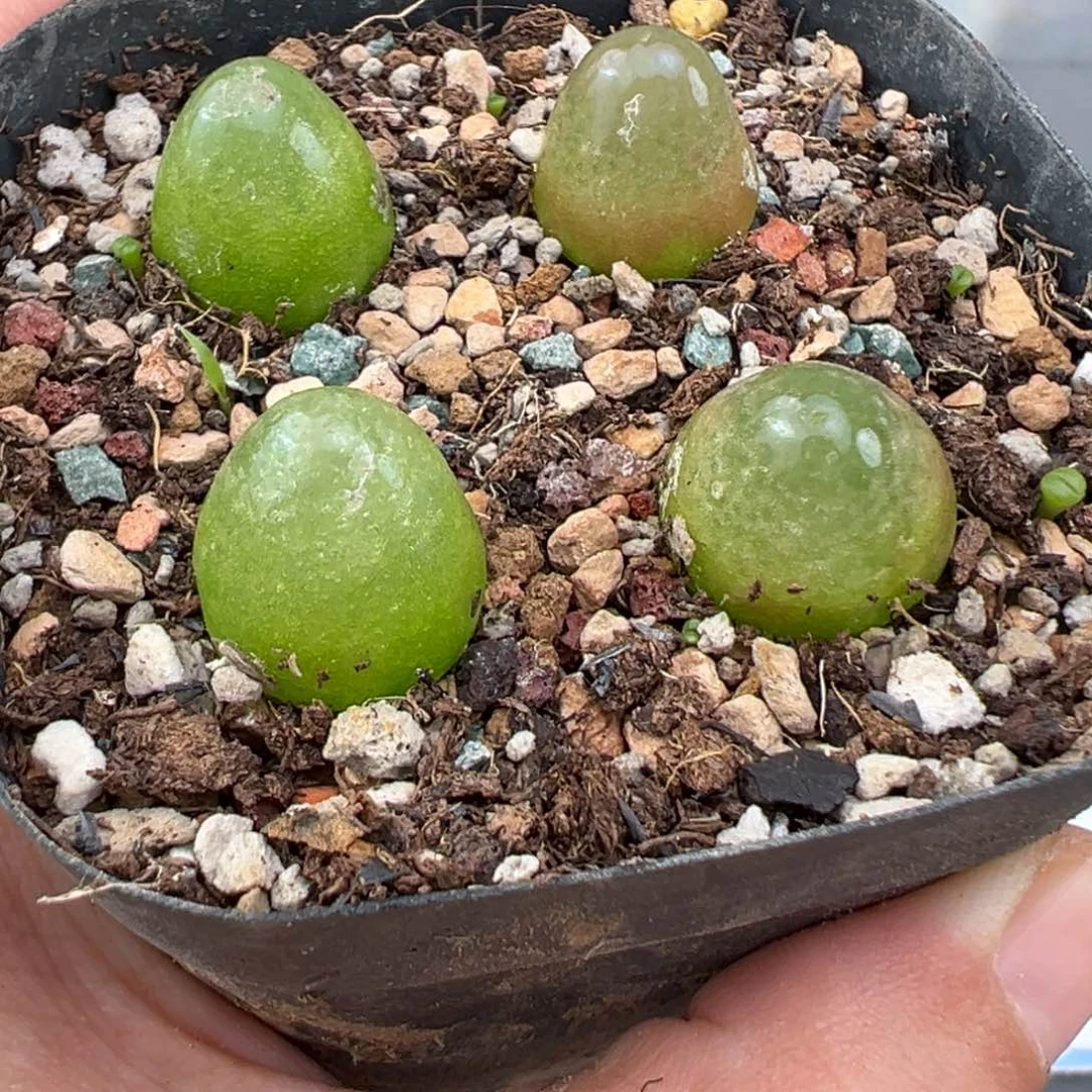 10.4好看的多肉脱土发货959