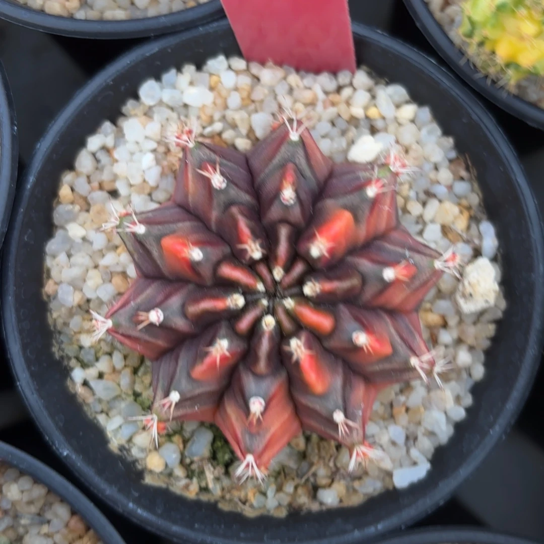 L559-0103泰国发货