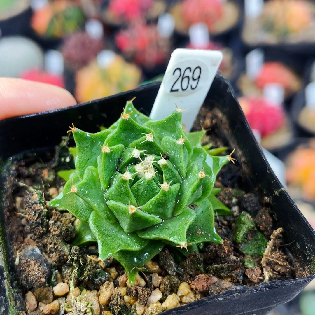 非偏远地区满25包邮仙人球