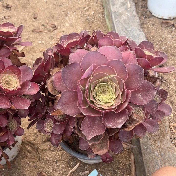 魅金玫瑰多头一号量多肉植物