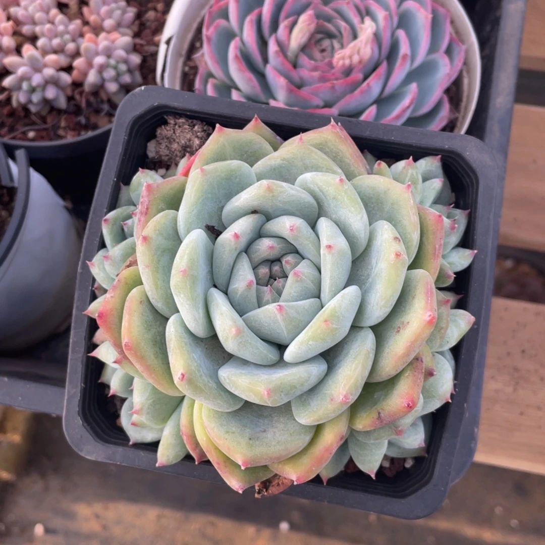 白拉糖冠幅12 公分一物一拍