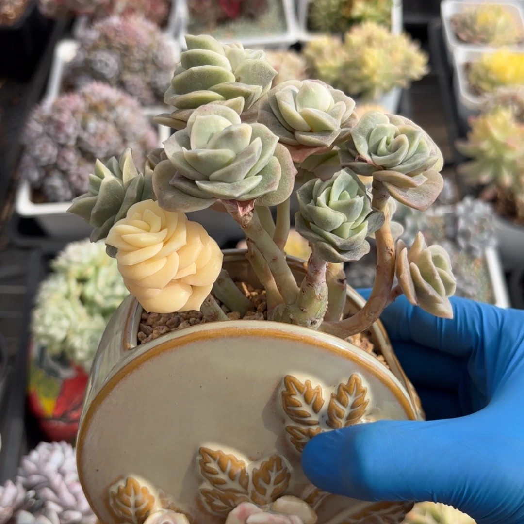 可爱玫瑰锦群一物一拍