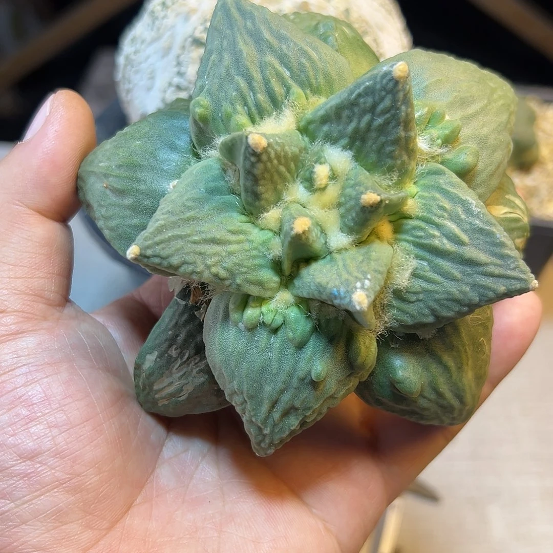 晚14号根芽怒涛10.6公分