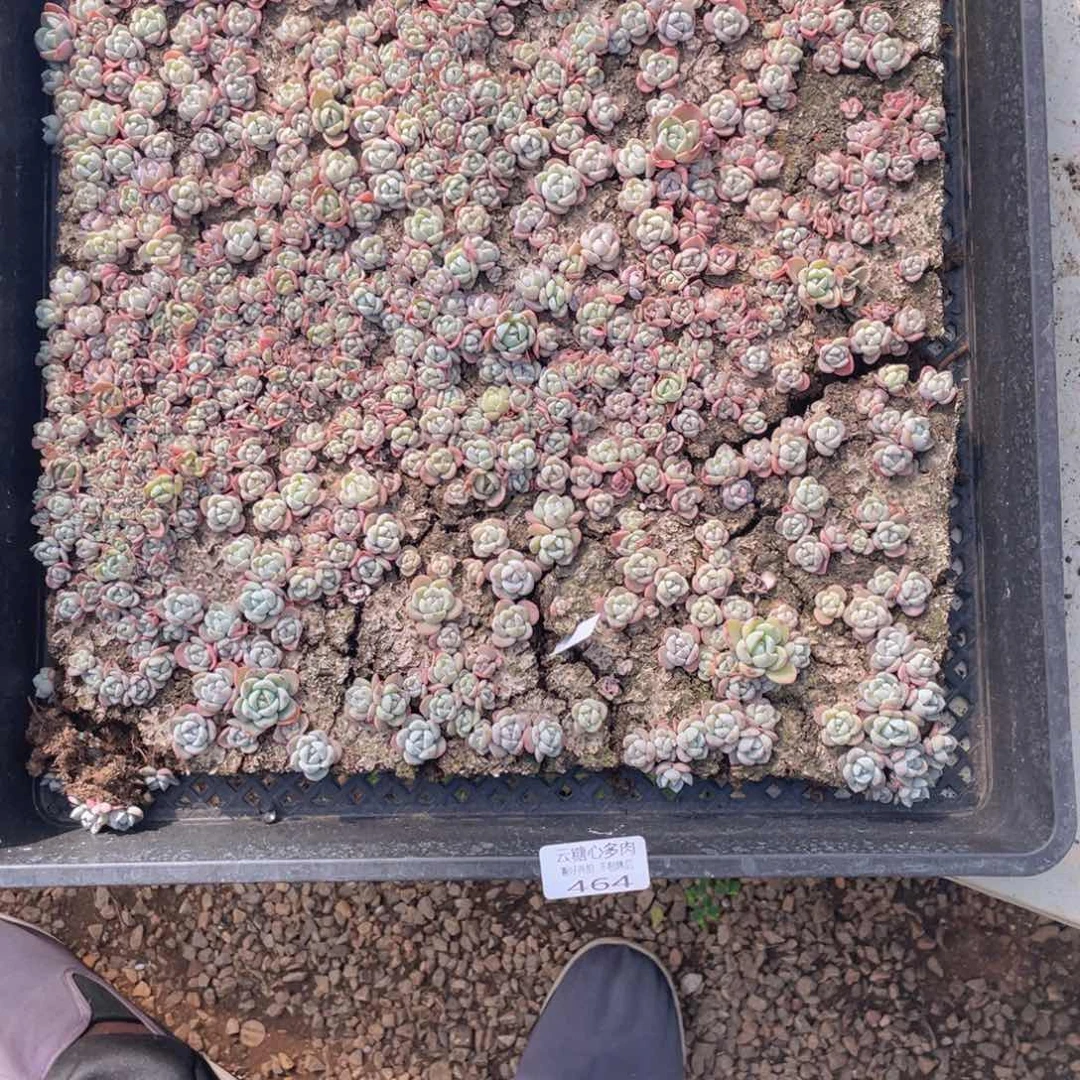 云糖心多肉植物464