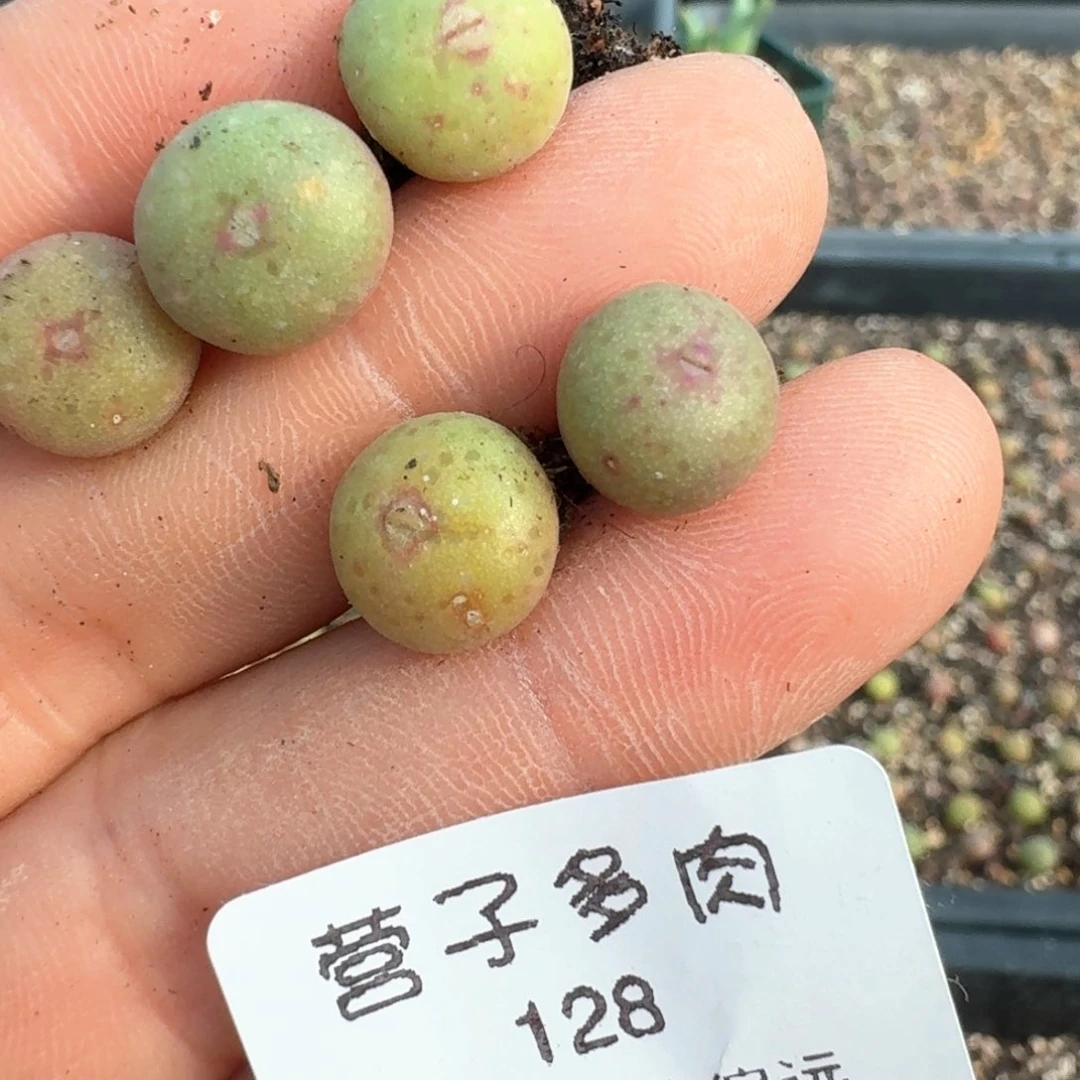 128五课皮卡丘20   0000000000