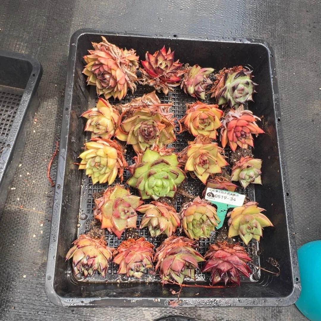 栖*从前慢多肉精选编号0519.34