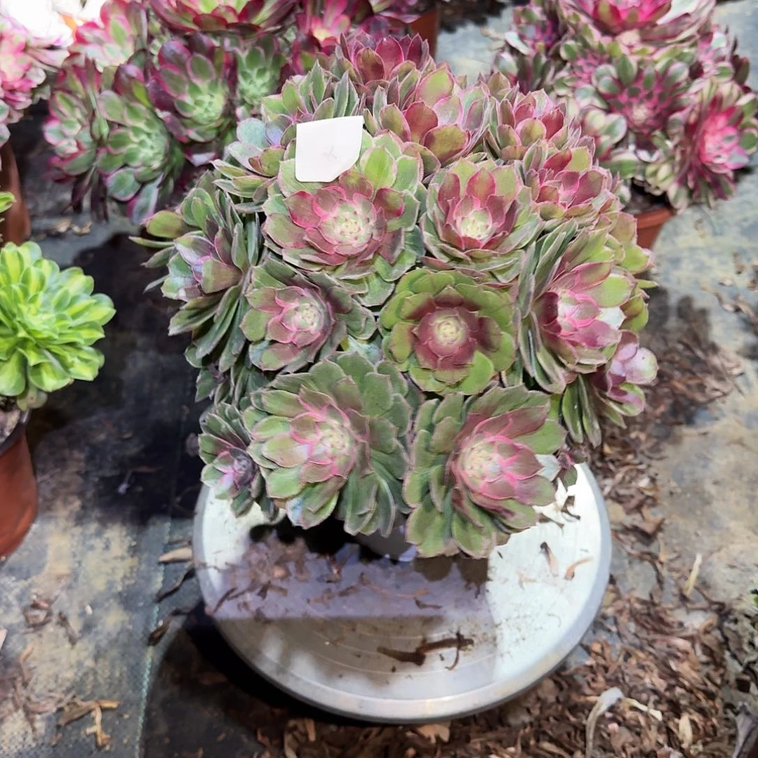 多肉植物莲花座577