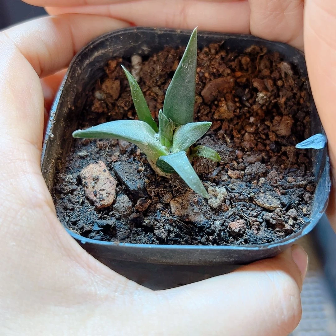 实生细尤龙牙牡丹4公分