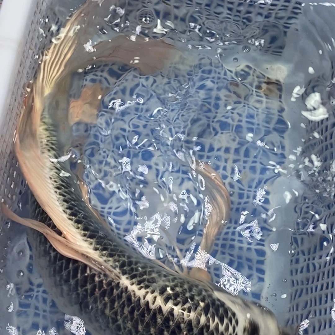锦鲤冷水锦鲤包邮