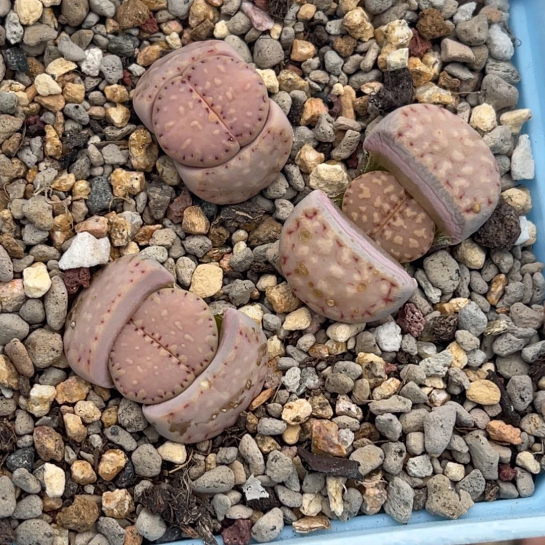 7578粉饼171香芋紫3颗
