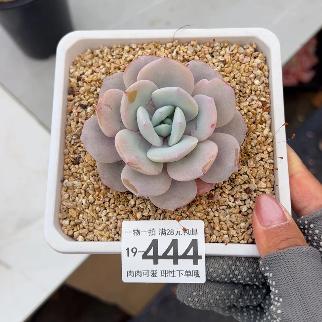 奶茶，多肉多肉多肉多肉