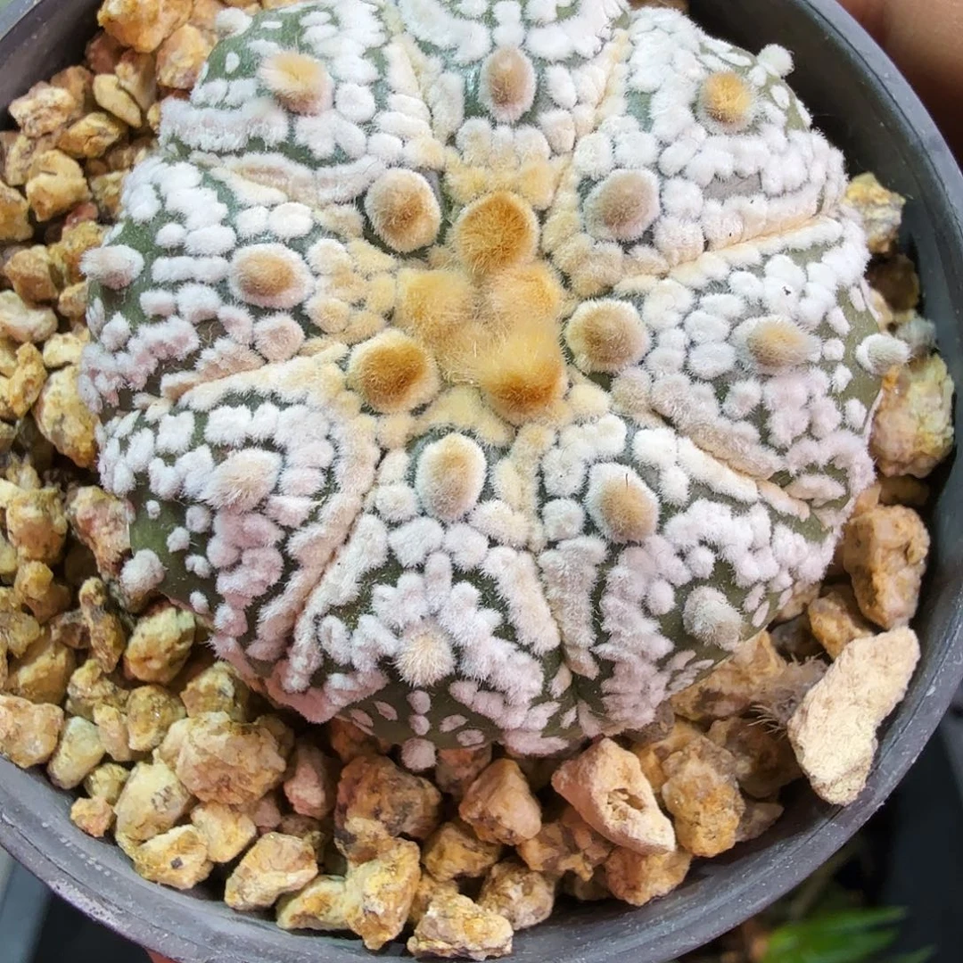 高绒浓白多肉植物