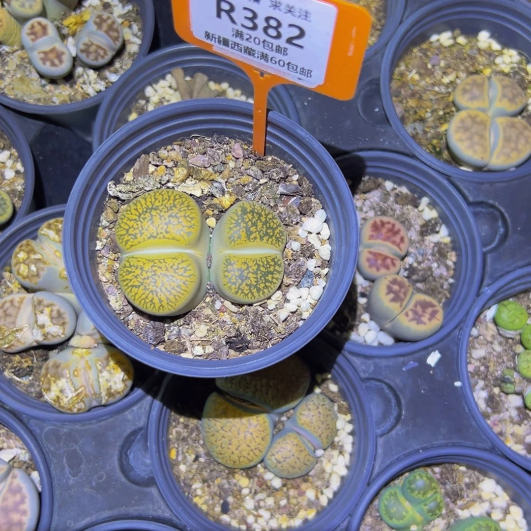 苗***～382 一物一拍，默认有伤，介意勿拍，不退不换