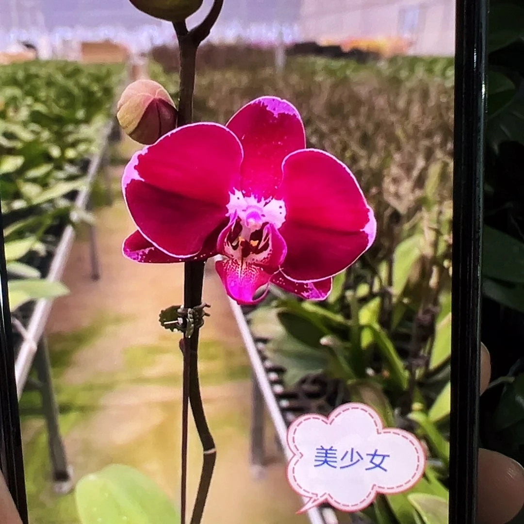 当前无花栽培后可以开花美少女苗子，凑单发