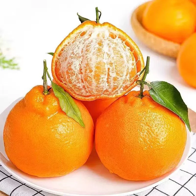 正宗四川春见耙耙柑新鲜柑橘香甜多汁现摘现发应季水果自然成熟。。