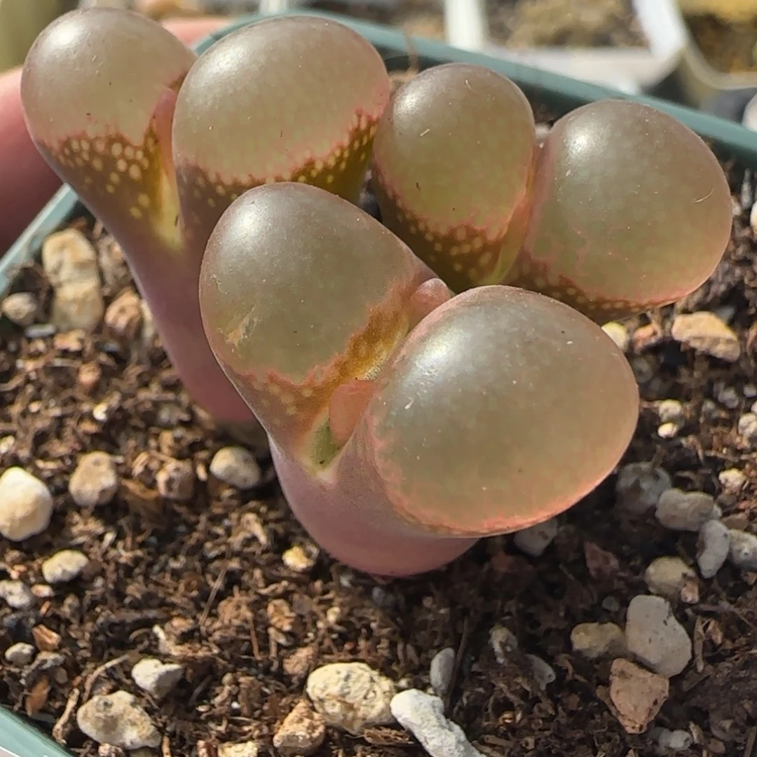 多肉植物日系大风114号