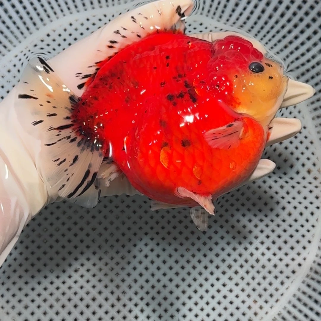 金鱼短尾将军狮子