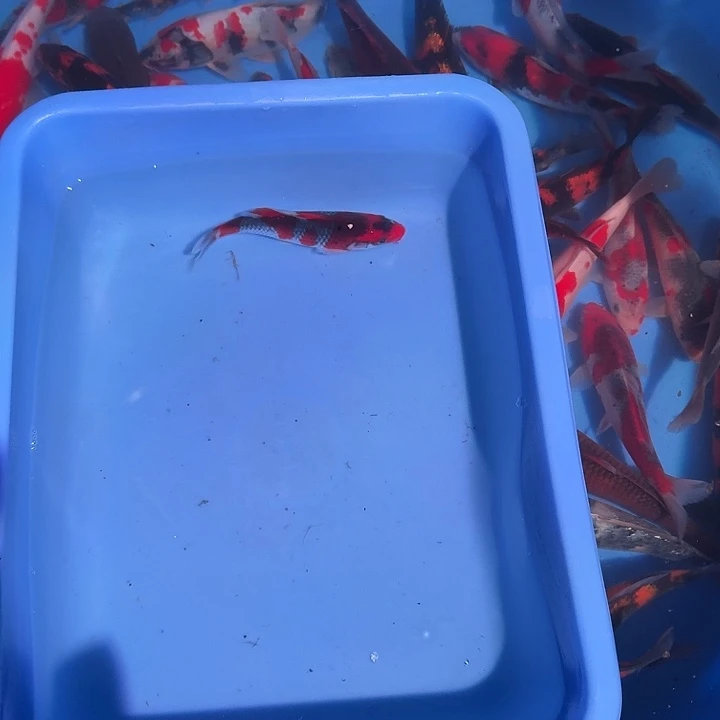 狂***鱼海水鱼发个好纠结呢你怎么