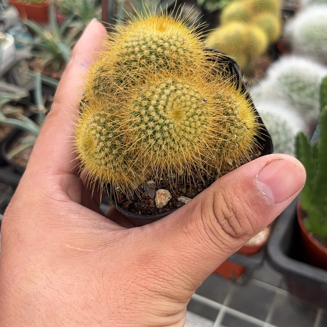 金丝猴群生单头发货