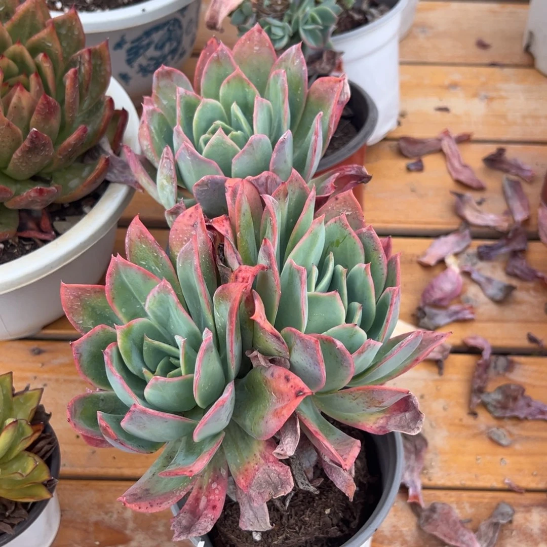 多肉植物绮罗仙子