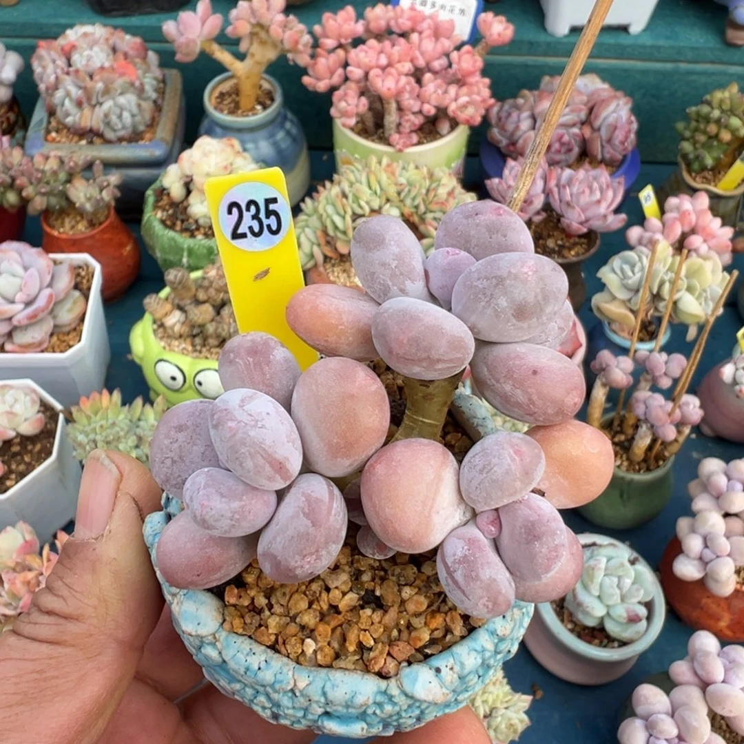 梁***杠235号脱土发货彩虹奶老桩