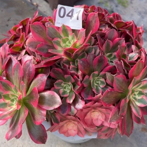 041女郎30厘米左右