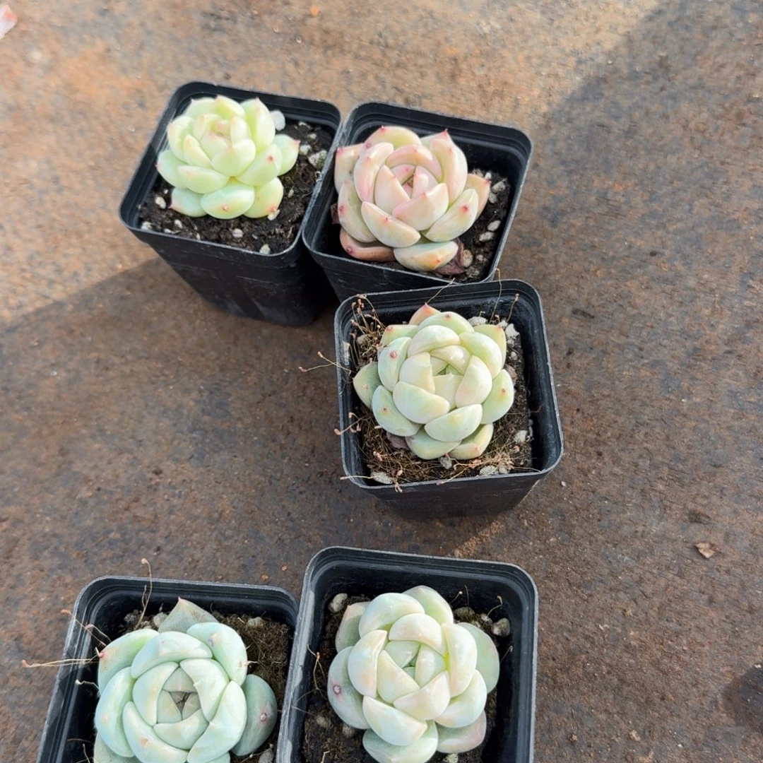15-12珍妮五颗量拍发货