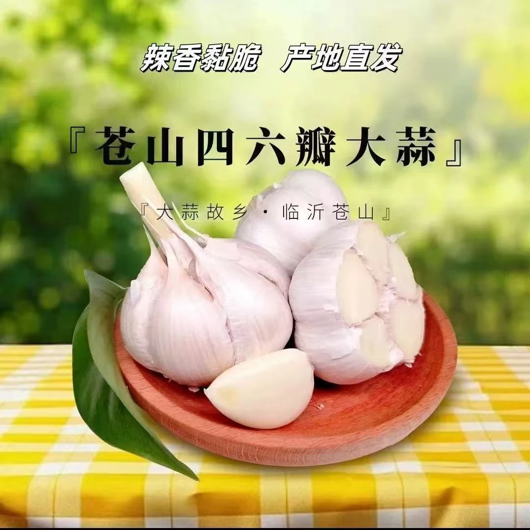 2025正宗苍山四六瓣大蒜白皮当季新蒜农家自种大蒜头整箱批发