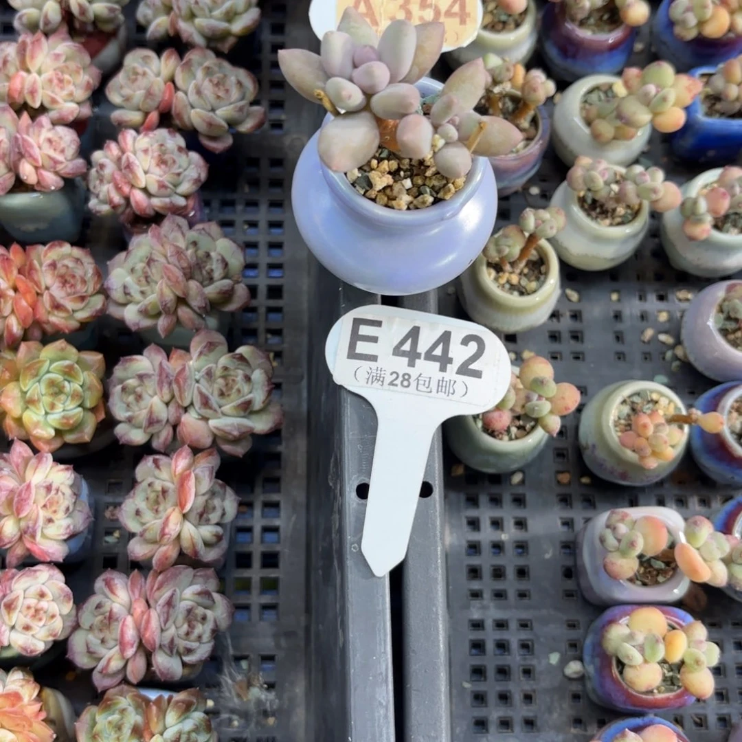 E442溜溜球一物一拍