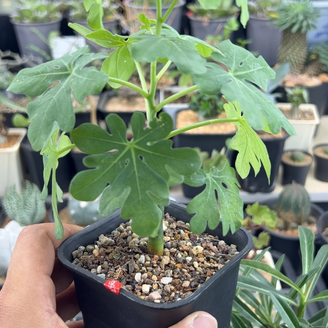幻蝶曼扦插一物一拍带盆发
