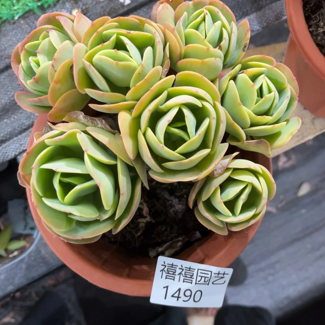 1490鸡蛋碧桃多肉植物