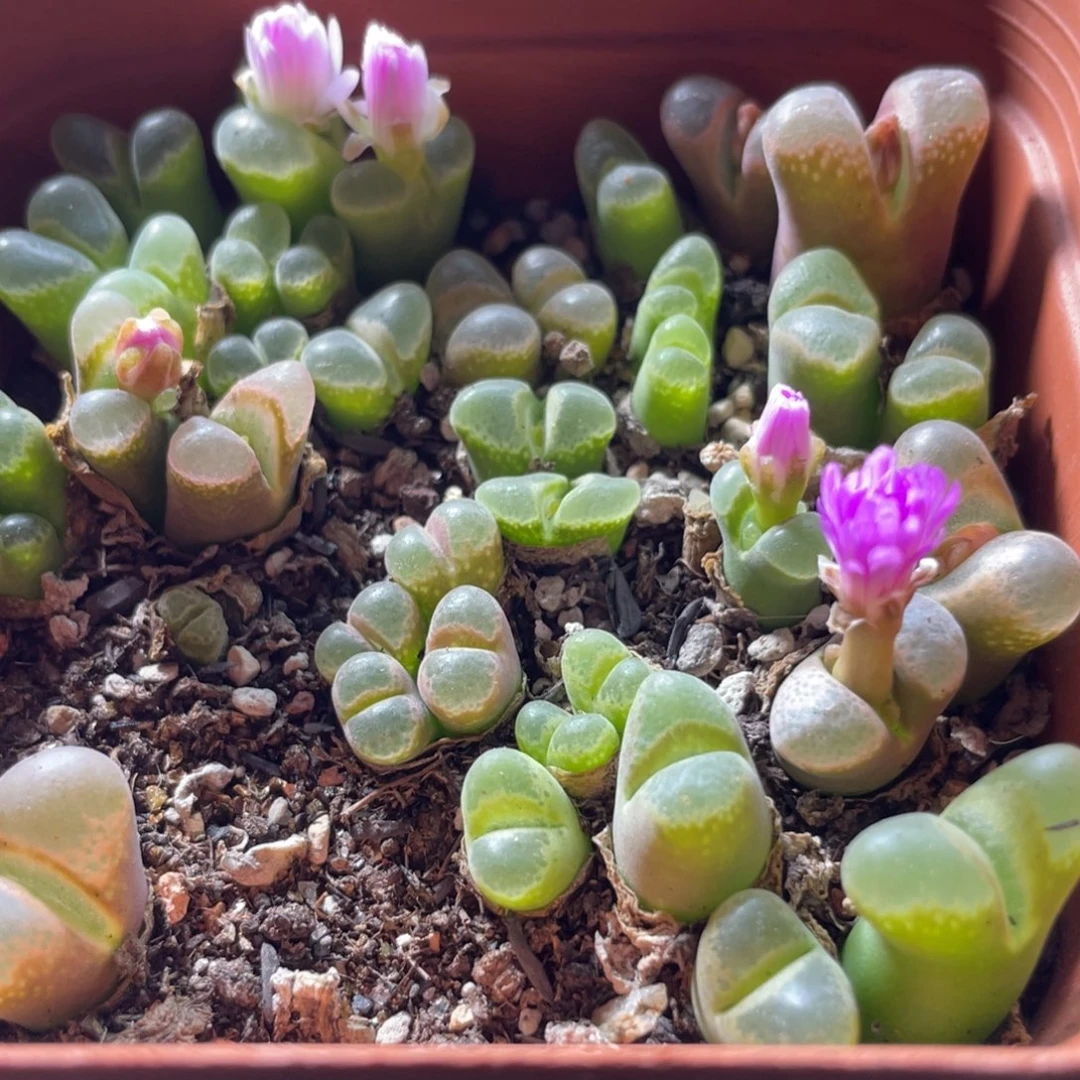 大盆特价一物一拍～26