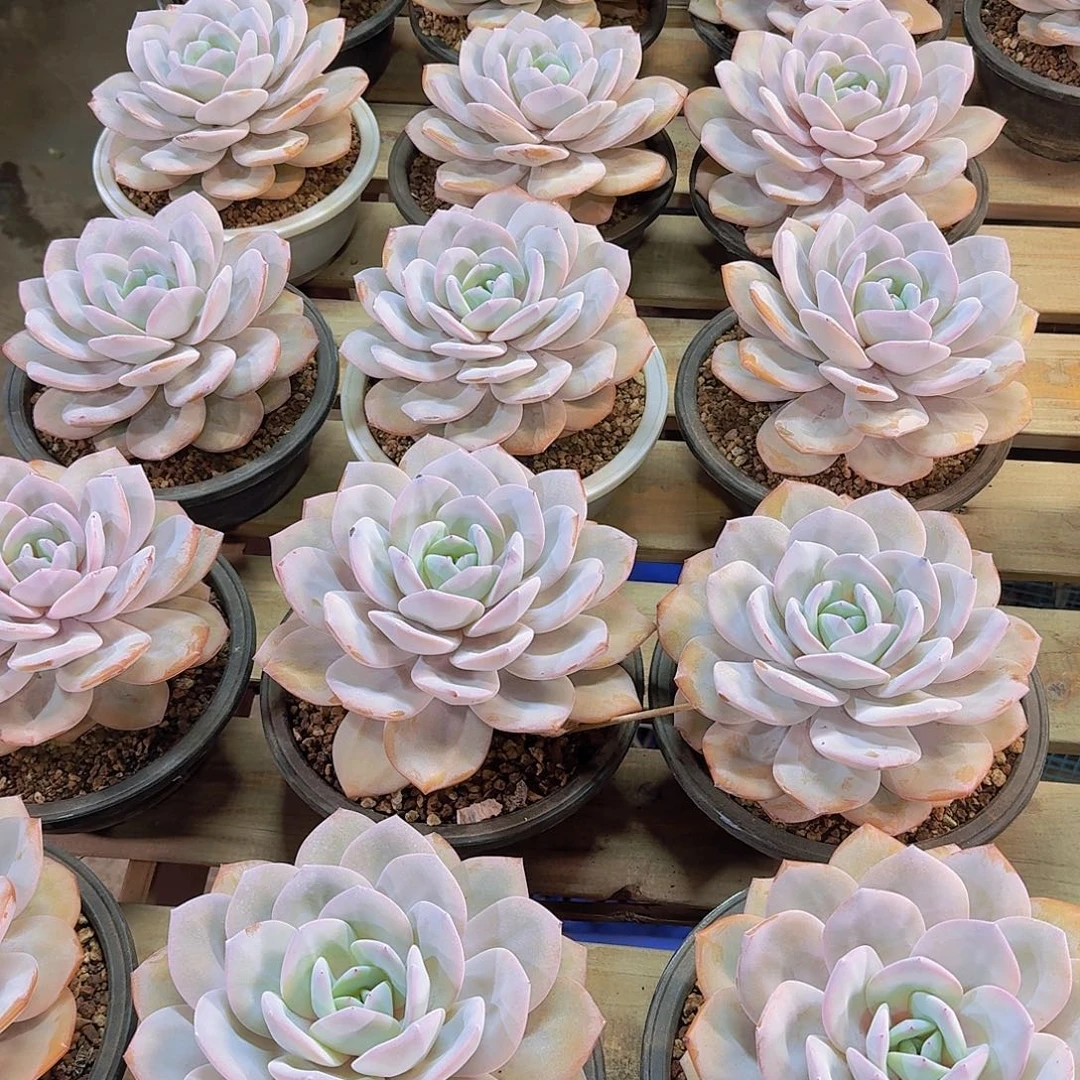 韩版奶茶多肉大粗腿一物一拍